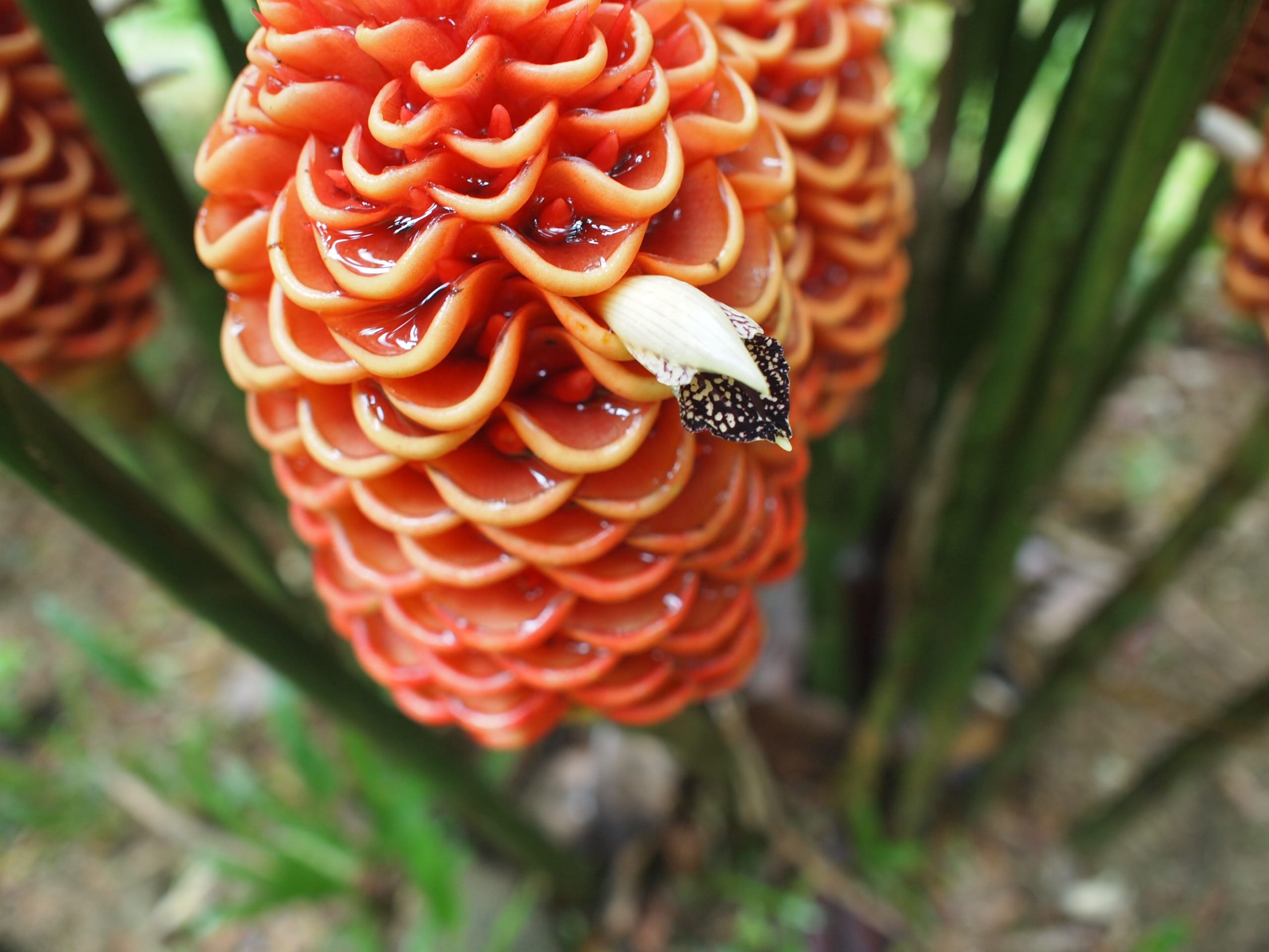 パンガー・熱帯植物タラー