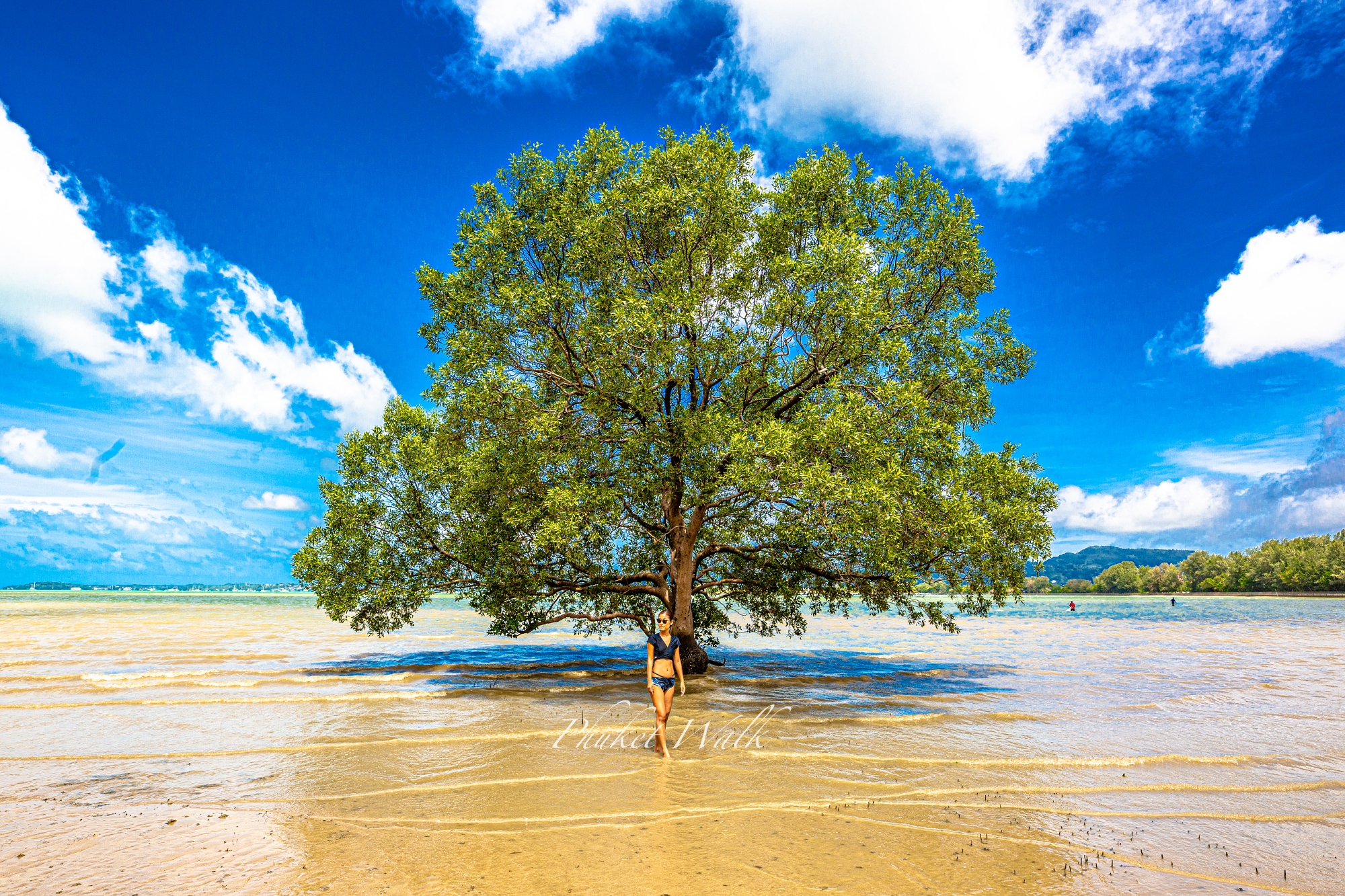 ザ マングローブ